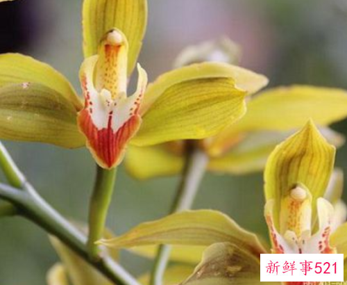 碧玉兰的栽培要点