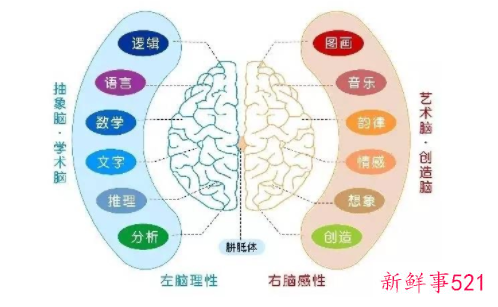 右脑发达的人的特点