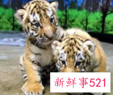 92年猴能生虎宝宝吗