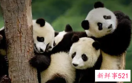 梦见养大熊猫是什么意思