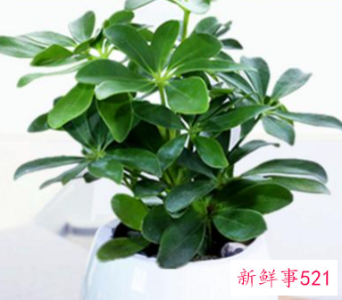 招财树和发财树有什么区别