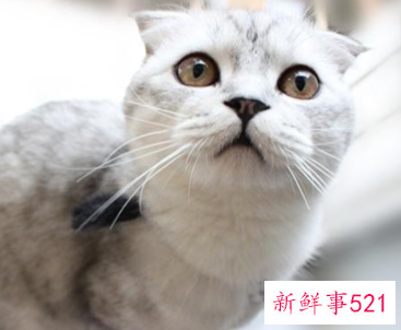 猫咪寄养需要注意的问题