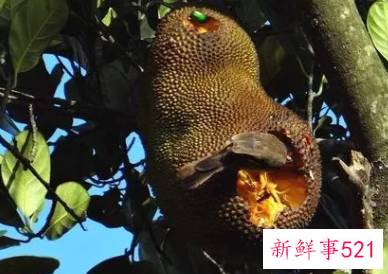 世界上最大的水果是啥