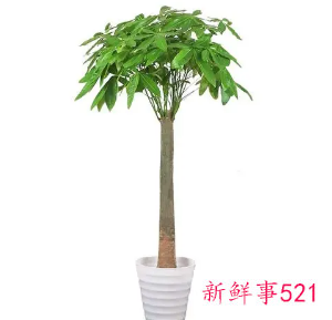 发财树不长新叶子是怎么回事