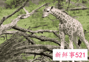 女人梦见被长颈鹿追赶