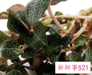 金线莲是温性还是寒性