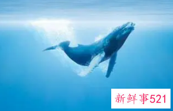 梦到自己在大海里看到大鲸鱼