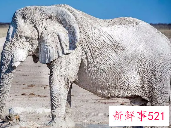 梦到白色的大象