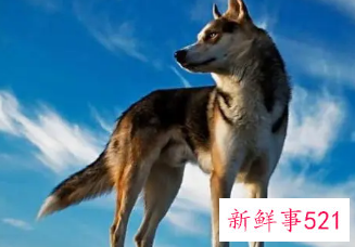 梦见训练狼是什么意思