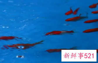 梦见鱼在浅水一抓一个准