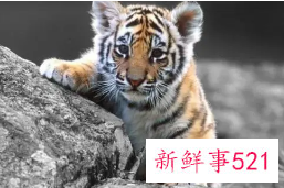 92年猴能生虎宝宝吗