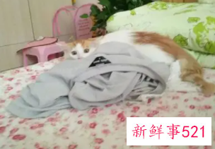 被子上有猫尿味怎么处理