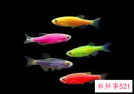 新手养鱼养什么观赏鱼好