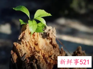 梦见树发芽的预示