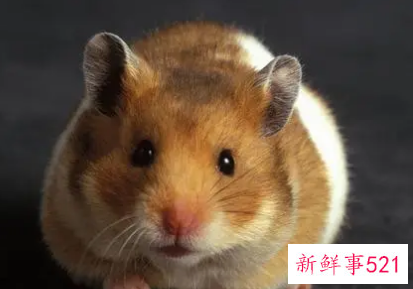 属鼠网名吉祥又招财的网名