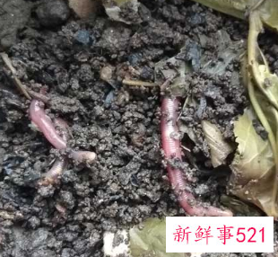 蚯蚓自己在家怎么养啊