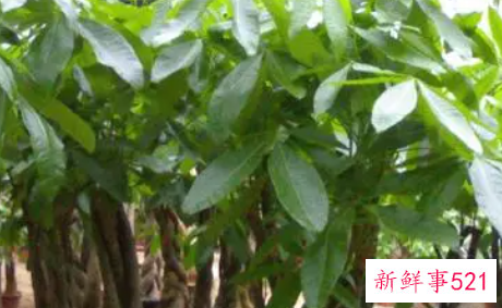 客厅盆栽风水的禁忌