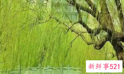 梦见杨柳有什么意思