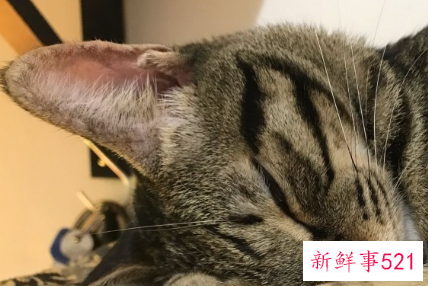 猫咪耳朵大面积掉毛怎么办