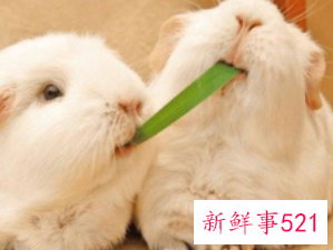 寝室好养活的宠物