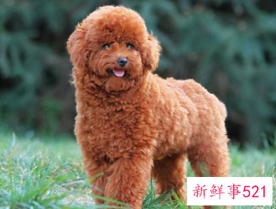 适合学生养的狗