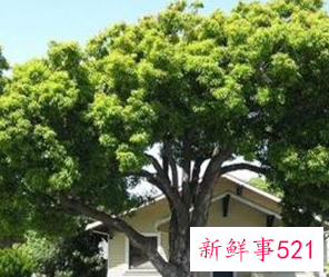 家门口种什么树旺宅