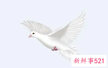 梦见一对鸽子是什么意思