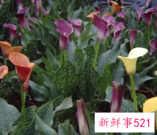 马蹄莲开花图片