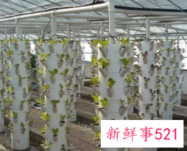 没有土怎么种菜