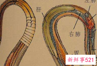 冬天的蛇有什么特点