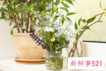 女士办公桌放什么花好