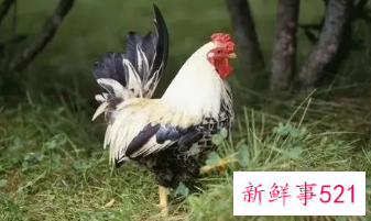 81属鸡什么时候翻身