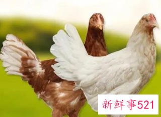 天生极度聪明的生肖女有哪些