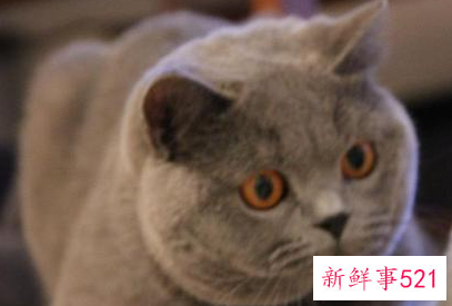 新手养猫基础知识蓝猫