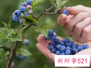 预防青春痘的食物方法