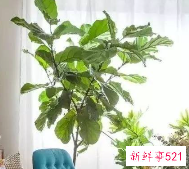 怎么样用植物打造好风水