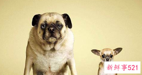 梦见狗被偷的寓意