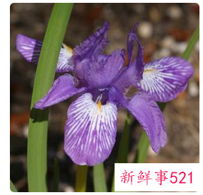 象征自由洒脱的花