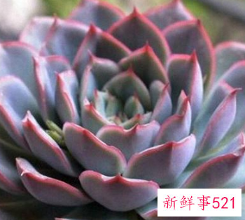 十二星座专属多肉