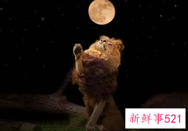 让狮子女着迷的男人