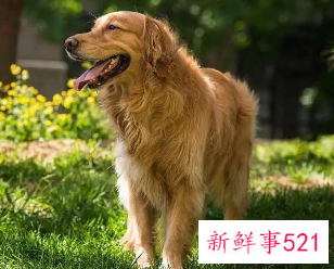 适合学生养的狗