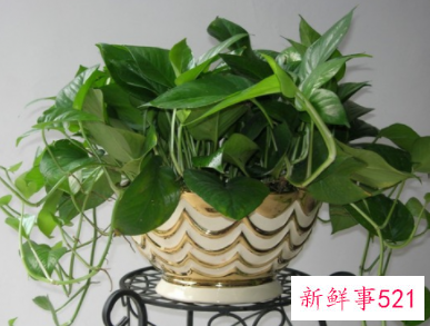 怎么样用植物打造好风水