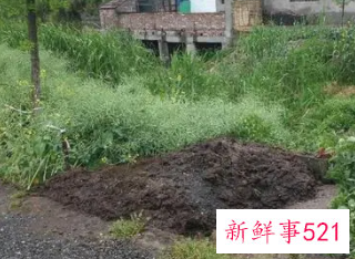 孕妇梦见粪坑是什么意思