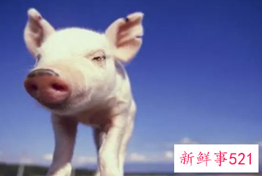 95年猪火命和96年属水命婚姻