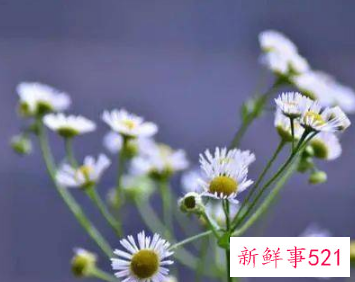 单纯的女生星座撩人却不自知