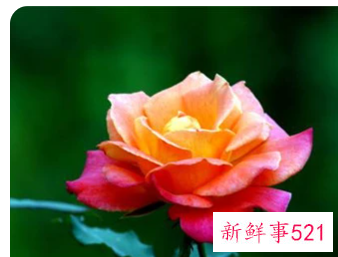 十种花的象征意义