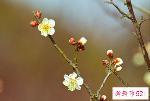 梅花叶子发黄卷叶原因和处理方法