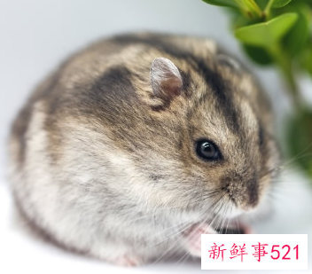 寝室好养活的宠物