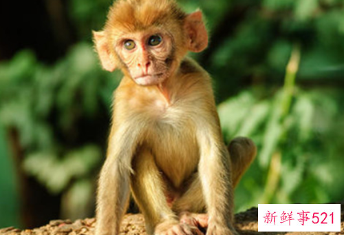 世界最臭名昭著的动物排行