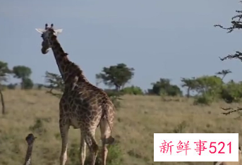 女人梦见被长颈鹿追赶